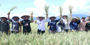 Pemkab Parimo Gelar Panen Padi Nusantara 1 Juta Hektar are