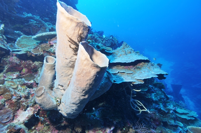 laut1.jpg