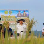 Gerakan Panen Raya Padi di Desa Suli Indah, Parigi Moutong