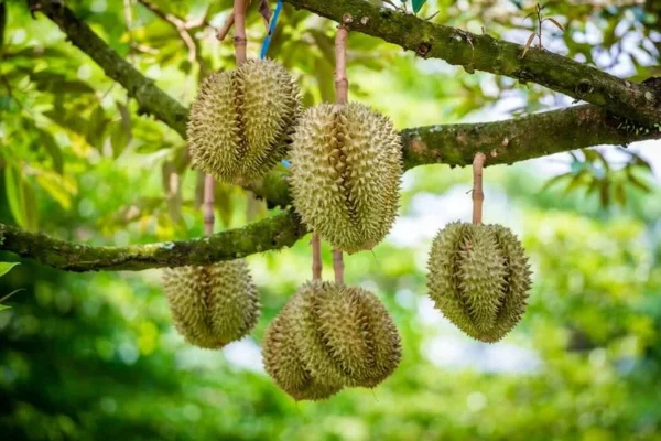 Durian
